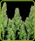 White Russian - Serious Seeds