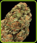 White Russian Autoflowering - Serious Seeds