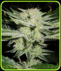 White S1 - OG Raskal Seeds
