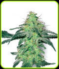 White Skunk - White Label Seeds