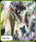White Snow - Dispensario Seeds