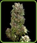 White Spanish - VIP Seeds