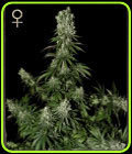 White Strawberry Skunk - Strain Hunters