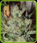 White Sumo - Karma Genetics