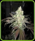 White Super Skunk - OG Raskal Seeds