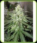 White TangHaze Outerspace - Karma Genetics