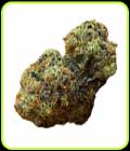 White Truffle Auto - TerpFarmz Seeds