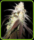 White Urkle - OG Raskal Seeds
