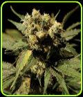 White Widow - The Bulldog Seeds