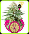 White Widow - Royal Queen Seeds