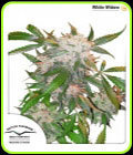 White Widow - Dutch Passion Seeds
