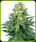White Widow - White Label Seeds