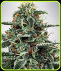 White Widow - Ministry of Cannabis