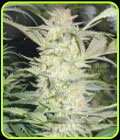 White Widow - Medical Seeds