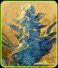 White Widow - G13 Labs Seeds