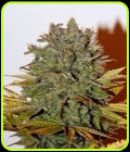 White Widow - Seedsman Seeds