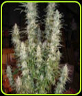 White Widow - Phoenix Cannabis Seeds