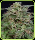 White Widow - Big Head Seeds