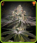 White Widow - Green House Seeds