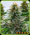 White Widow - PowerStrains