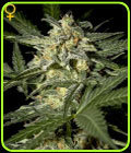 White Widow Auto - Green House Seeds