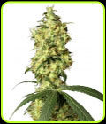 White Widow Automatic - White Label Seeds
