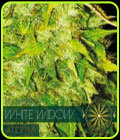 SALE - White Widow Auto -  - Vision Seeds