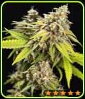 White Widow Auto - PowerStrains