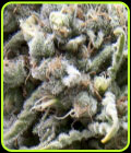 White Widow CBD Auto - Pyramid Seeds