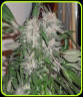 White Widow Express Auto - Phoenix Cannabis Seeds
