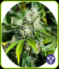 White Widow Extreme - The Bulldog Seeds