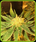 White Widow Fast - Seedsman Seeds