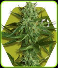 White Widow Haze - Zambeza Seeds