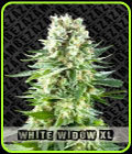 White Widow XL - Zambeza Seeds