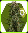 White Widow XL Auto - Zambeza Seeds