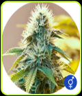 White Widow (Regular) - The Bulldog Seeds