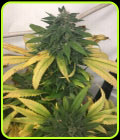 White Widow - Limited edition - Mosca Seeds