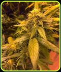 White Widow x SCBDX - Super CBDx Seeds