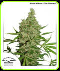 SALE - White Widow x The Ultimate - Dutch Passion - Cannabis Seed Sale Items