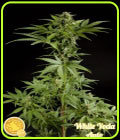 White Yoda Auto - Philosopher Seeds