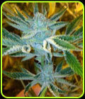 Whitefire Funk - Dankonomics Genetics