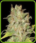 Widow - CBD Seeds