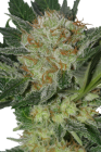 Widow - Seedmakers Seeds