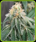 Widow Road - Old School Genetics