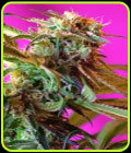 Wild Rose - Sweet Seeds