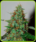 Wild Thailand Ryder - World of Seeds