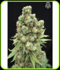 William's Wonder - SickMeds Seeds