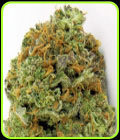 Wipeout Express Auto - Heavyweight Seeds