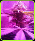 Wizard - Prana Seeds