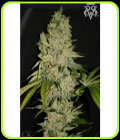 Wonder Kush - SickMeds Seeds